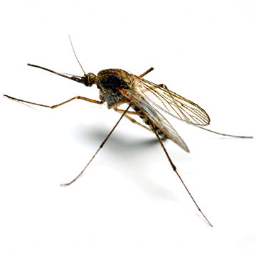 Mosquito Net Impregnated(Medium) 